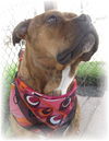 Zena the Bulldog