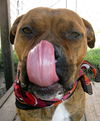 Zena the Bulldog