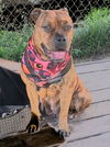 Zena the Bulldog