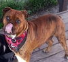 Zena the Bulldog