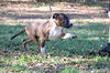Chip the Bulldog Puppy