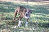 Chip the Bulldog Puppy