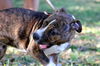Chip the Bulldog Puppy