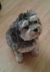 Sammi the Malti-Poo