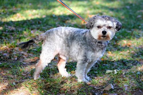Sammi the Malti-Poo