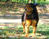 Little Bear the Calm Companion