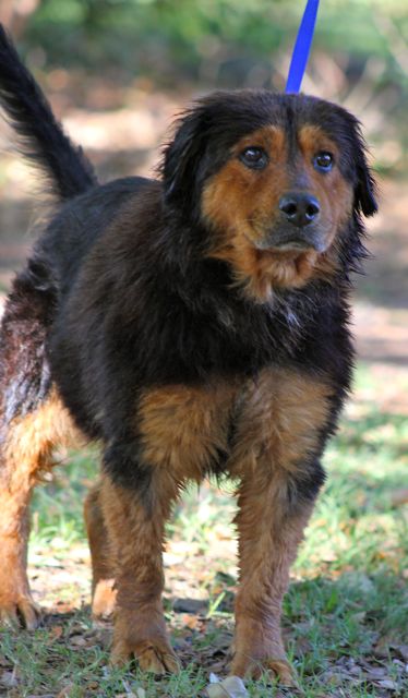 Little Bear the Calm Companion