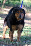 Little Bear the Calm Companion