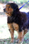 Little Bear the Calm Companion