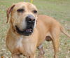 Peanut the Basset/Lab Blend