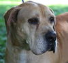 Peanut the Basset/Lab Blend