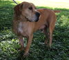 Peanut the Basset/Lab Blend