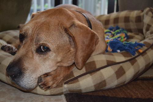 Peanut the Basset/Lab Blend