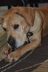 Peanut the Basset/Lab Blend