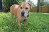 Peanut the Basset/Lab Blend