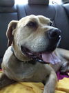 Peanut the Basset/Lab Blend
