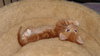 Carter the Kitten