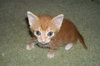 Carter the Kitten