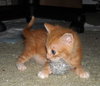 Carter the Kitten