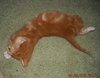 Carter the Kitten