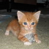 Carter the Kitten
