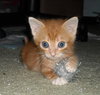 Carter the Kitten