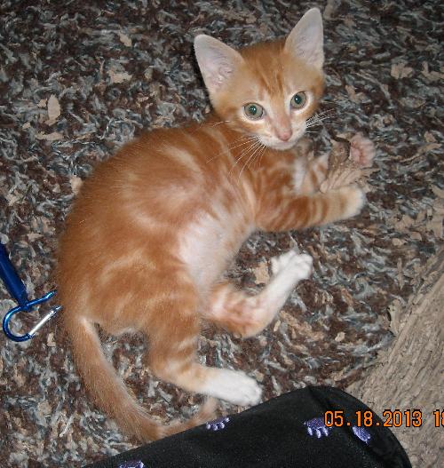 Carter the Kitten