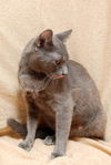 Valentine the Sweetie Pie