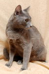 Valentine the Sweetie Pie