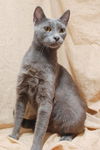 Valentine the Sweetie Pie