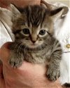 Cassidy the 3-legged Sweetheart Kitten