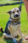 Bain the Norwegian Elkhound Blend