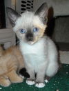 Rhianna the Stunning Siamese Kitten