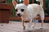 Felippo the White Chihuahua