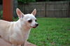 Felippo the White Chihuahua