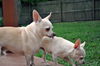 Felippo the White Chihuahua