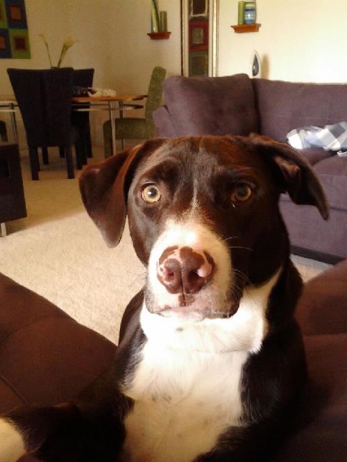 Hershey the Happy Lab/Terrier