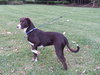 Hershey the Happy Lab/Terrier