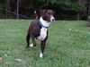 Hershey the Happy Lab/Terrier