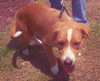 Ravioli the Puppy
