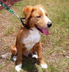 Ravioli the Puppy
