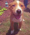 Ravioli the Puppy