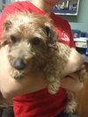 Harry the Happy Silky Terrier