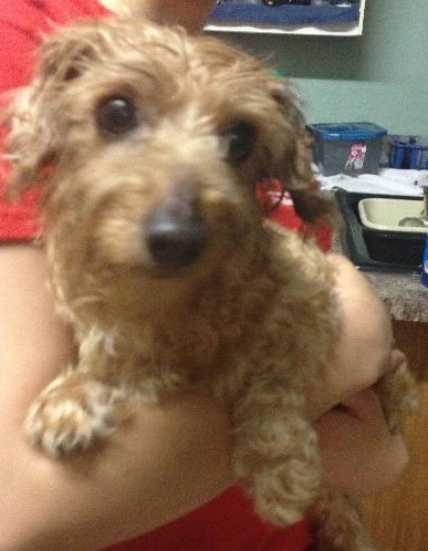 Harry the Happy Silky Terrier