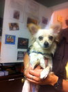 Tiny the Sweet Lap Dog