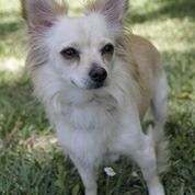 Tiny the Sweet Lap Dog