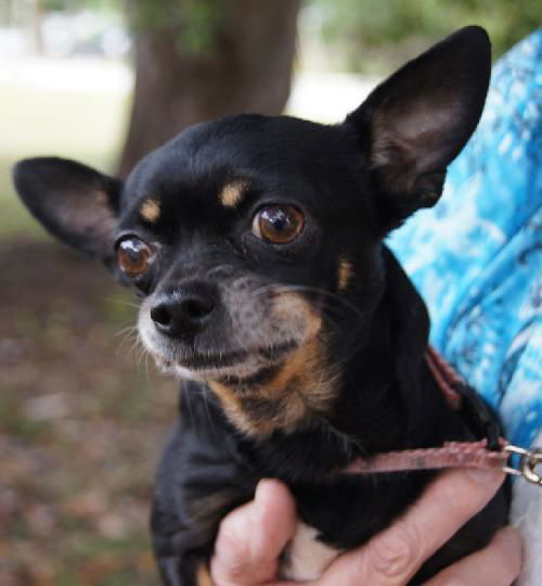 Sheba the Apple Head Chihuhua