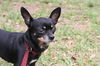 Sheba the Apple Head Chihuhua