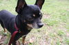 Sheba the Apple Head Chihuhua