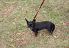 Sheba the Apple Head Chihuhua